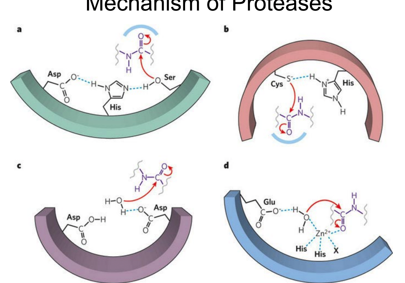 <ol><li><p>serine protease</p></li><li><p>systeine protease</p></li><li><p>aspartyl protease</p></li><li><p>metalloprotease</p></li></ol><p></p>