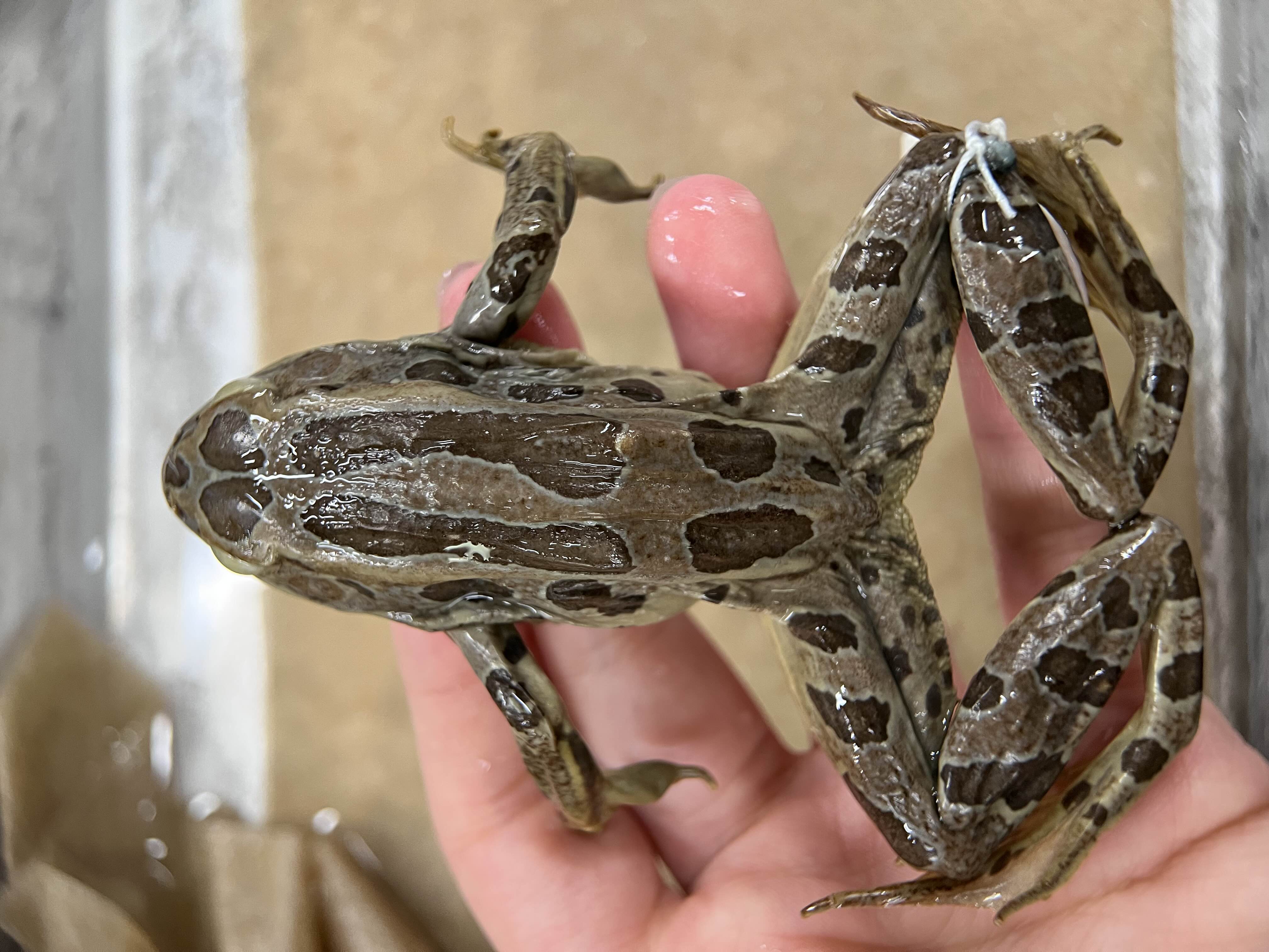 <p>Family + species?</p><ul><li><p><strong>dorsolateral fold not segmented</strong></p></li><li><p>spotted heavily with lighter circle outline</p></li><li><p>leopard spotting</p></li><li><p>Special Concern</p></li></ul><p></p>