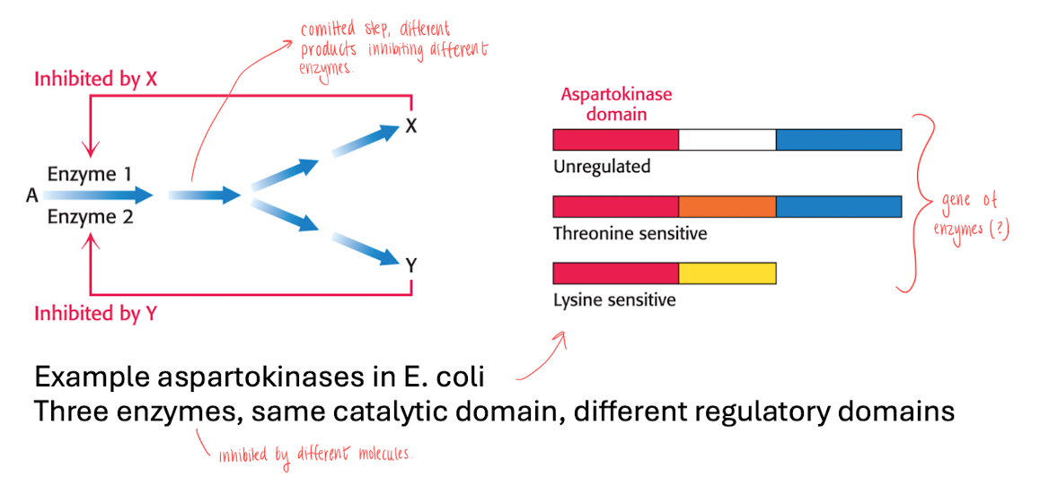 <p>committed step (irreversible at branching point in pathway), catalyzed by more than 1 enzyme, therefore the reaction needs to be inhibited with multiple molecules. </p><ul><li><p>T.ex aspartokinases in e-coli, regulated by 3 enzymes, which has the same catalytic domain but different regulatory domains. </p></li></ul><p></p>