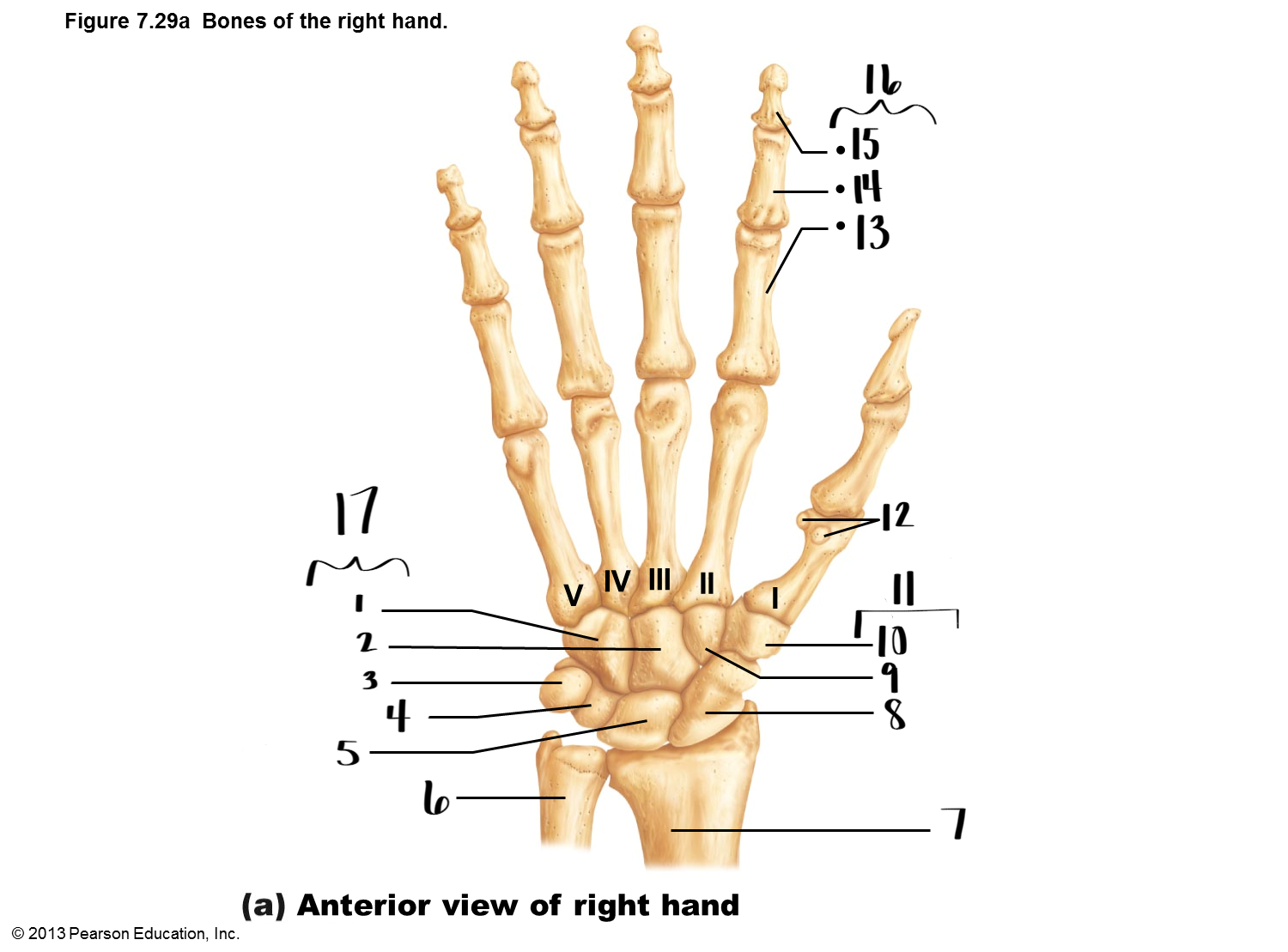 <p>11</p>