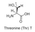 <p>Thr</p>