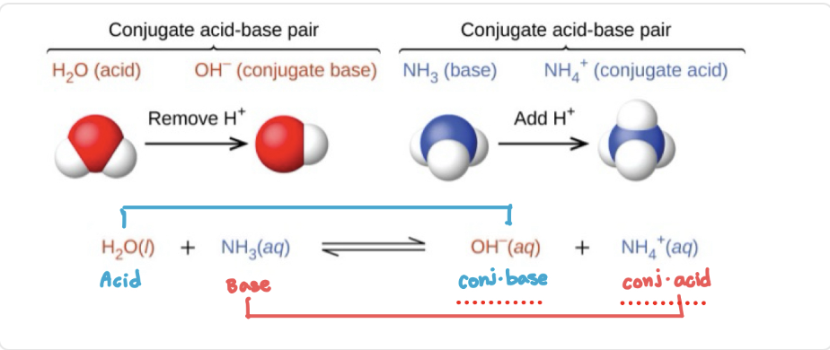 <p>Conjugate acids and bases act as the…</p>