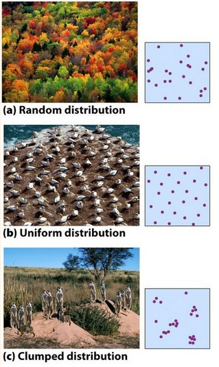 <p>A description of how individuals are distributed with respect to one another.</p>