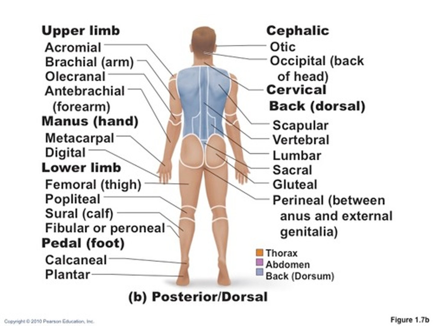 <p>1. A_________ (shoulder)</p><p>2. S_________ (shoulder blades)</p><p>3. V__________ (spinal cord)</p><p>4. L_______ (loin)</p><p>5. S_______ (between hips)</p><p>6. C___________ (tailbone)</p>