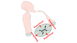 <p>What is deep and superficial?</p>