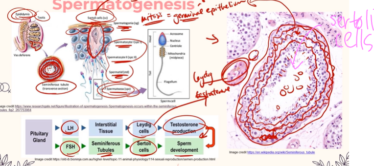 <p>The <strong>Sertoli Cells are found Inside of the Seminiferous tubules</strong> of the testes, somewhere near the middle, and <strong>they help to nourish and develop the Sperm </strong>(after it has transformed from Spermatogonia to Spermatocytes and then to Spermatids through Meiosis)<br><br><strong>Leydig cells</strong> are <strong>located close to the Seminiferous Tubules</strong>, and they secrete Testosterone. Leydig cells are actually the cells that get acted on by Luteinizing hormone, causing them to release testosterone.</p>