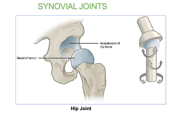 <p>the shoulder and hips</p>