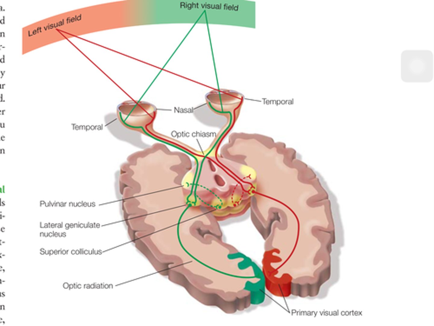 <p>opposite-side organization, in which stimulation of neurons on one side of the body or sensory organ is represented by the activity of neurons in the opposite side of the brain</p>