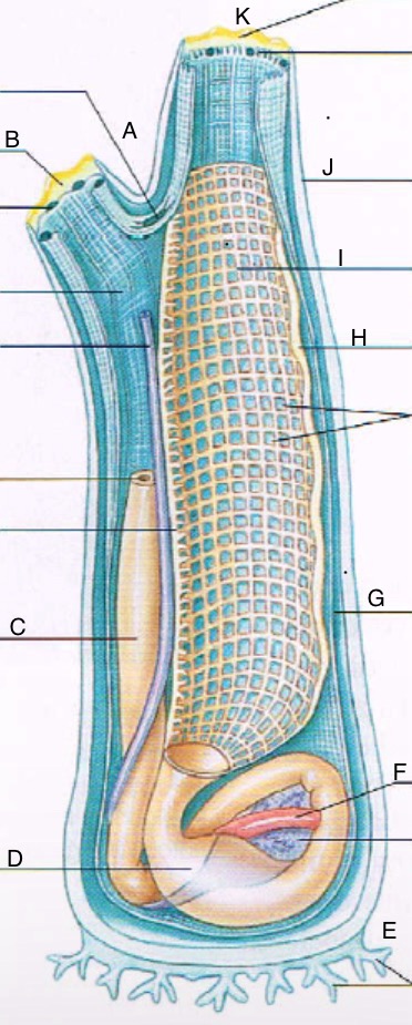 <p>What is C</p>