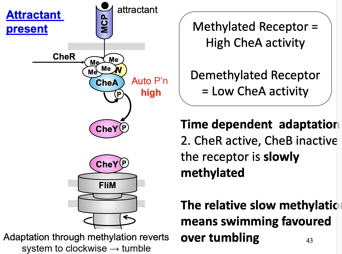 <ol><li><p>Attractant= low autophophylation= Swimming</p></li></ol><p>but</p><ol start="2"><li><p>Consistent gradual methylation by CheR (and CheB inactive)</p></li><li><p>CheA methylated= high activity</p></li><li><p>Swimming <strong>favoured</strong> over tumbling</p></li></ol><p></p>