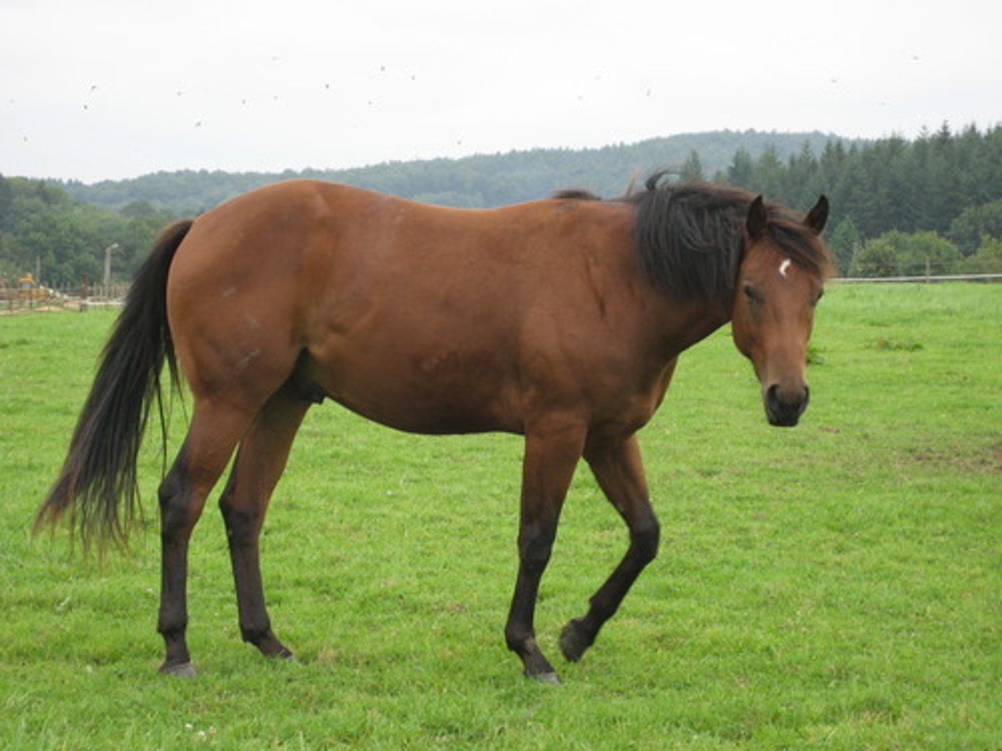 <p>mǎ - horse</p>