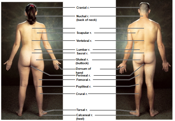 <p>Based on this posterior view, what is this region?</p>