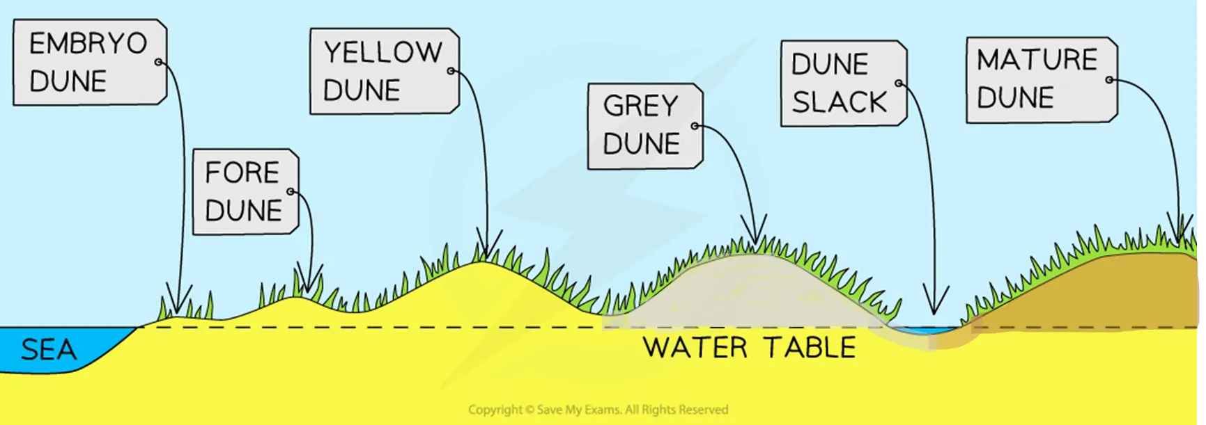 <p><strong>A sand dune need:</strong></p><ul><li><p>large supply of sand</p></li><li><p>big flat beach</p></li><li><p>prevailing wind</p></li><li><p>obstacle for dune to form around e.g seaweed, driftwood</p></li></ul><p></p>