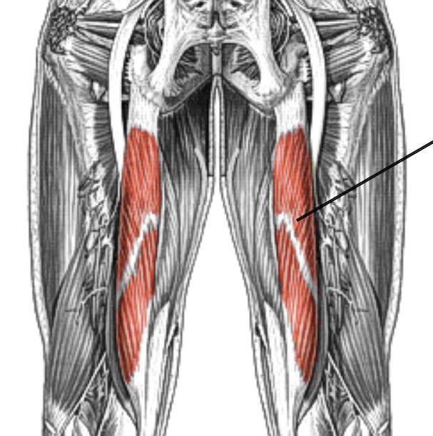 <p>Which muscle of the leg/knee is:</p><ul><li><p>On posterior thigh</p></li><li><p>Superficial to semimembranosus</p></li><li><p>Action: flex knee, ext hip</p></li><li><p>Nerve: sciatic</p></li></ul><p></p>