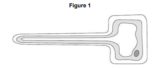 <p>Figure 1 shows a specialised cell that absorbs substances from the soil. Name the type of specialised cell in Figure 1.</p>