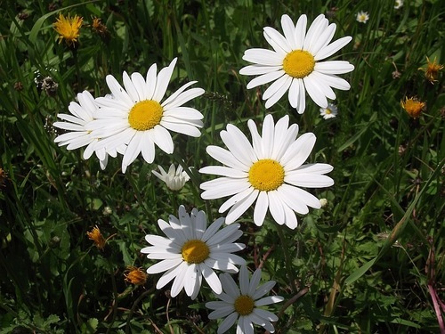 <p>Słońce, lekki półcień, rabata, pojemniki, florystyka</p>