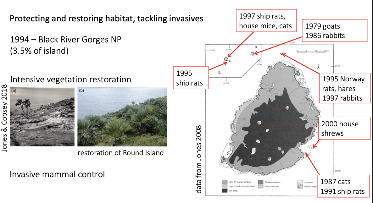 <ol><li><p>Creatin of Black River Gorges NP</p><ul><li><p>largest national park in Maauritius</p></li></ul></li><li><p>Intesnive restoration of vegetation</p><ul><li><p>weeding, native planting and exclusion (by fencing and culling) of invasive mammals</p></li></ul></li><li><p>Elimination of invasive mammals on islets</p><ul><li><p>enable bird and reptile reintroductions</p></li></ul></li><li><p>Intensive progagtion of critically endangered species</p></li></ol><p></p>