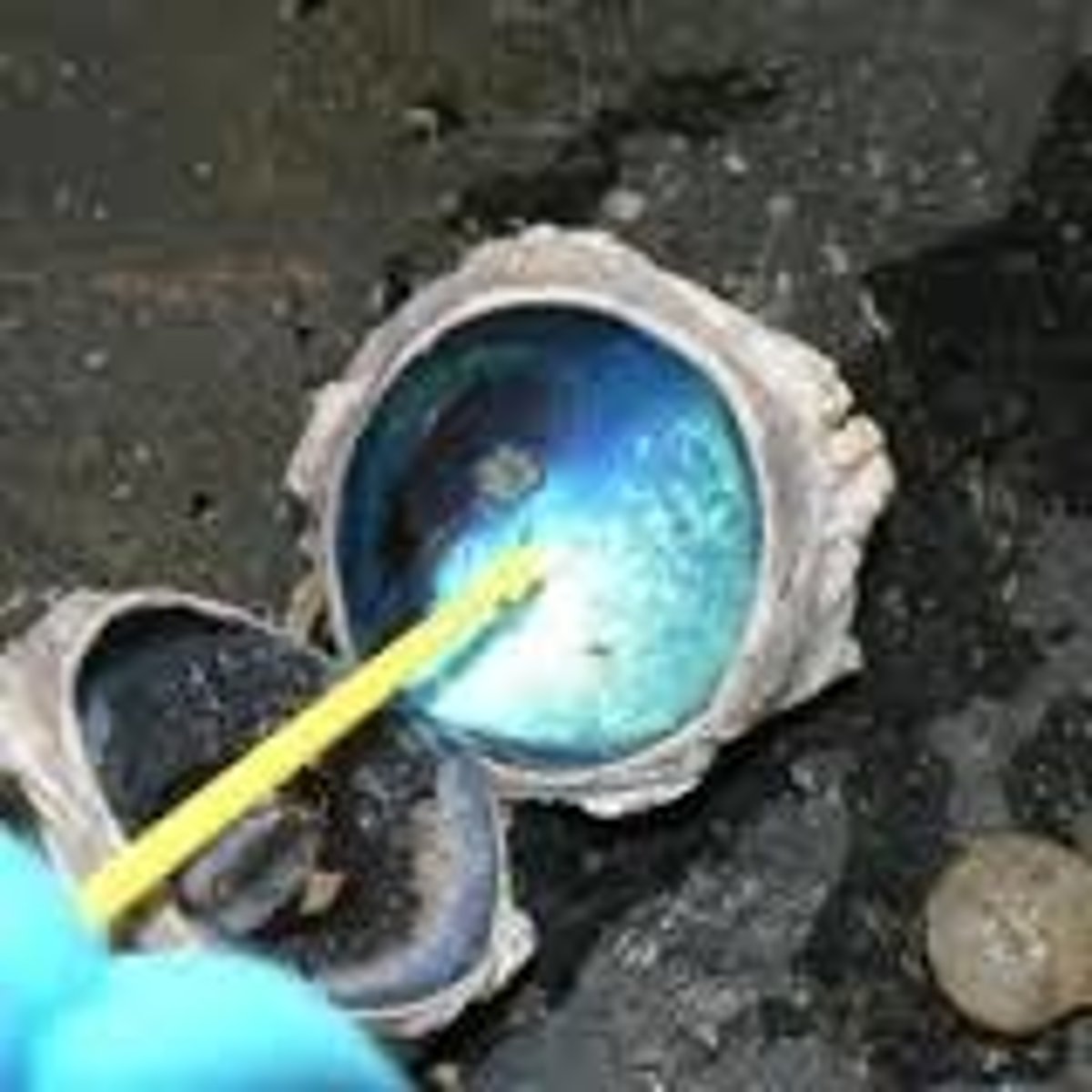 <p>cavity</p>