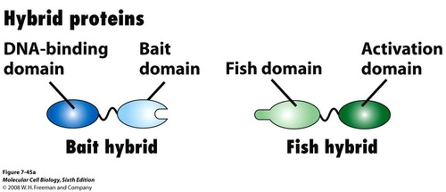 <p>Method to study protein-protein interactions.</p>