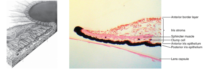 <p>posterior iris epithelium </p>