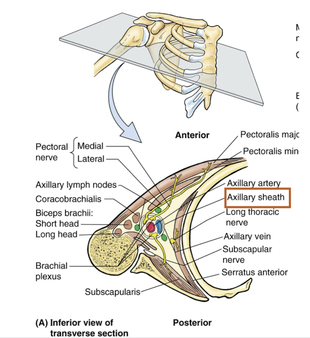 <ul><li><p>Arteries - axillary artery and branches</p></li><li><p><strong>Veins - axillary veins and tributaries </strong></p></li><li><p>Brachial plexus</p></li><li><p>Axillary sheath - CT sheath that invetsts and protects neurovascular structures in the axilla</p></li><li><p>Axillary lymph nodes</p></li></ul><p></p>
