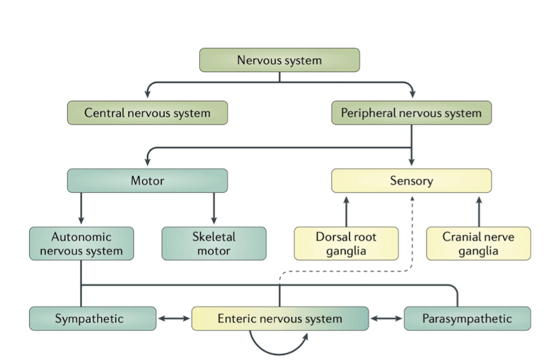 <p>Enteric NS: </p><ul><li><p>Enteric NS sits at the intersection of what?</p></li><li><p>T/F: The GI System had more nerve connections than the Spinal Nerves/Cord due to interneurons</p></li></ul><p></p>