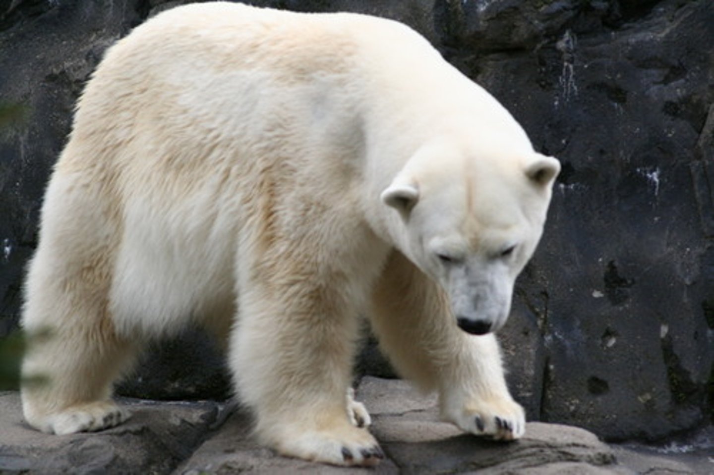 <p>Organisms that depend on other organisms for energy</p>