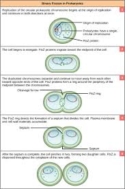 <p>asexual reproduction in bacteria; cell division.</p>