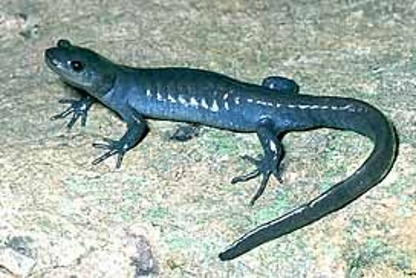 <p>Ambystoma jeffersonianum</p><p>Order: Caudata</p><p>Family: Ambystomatidae</p>