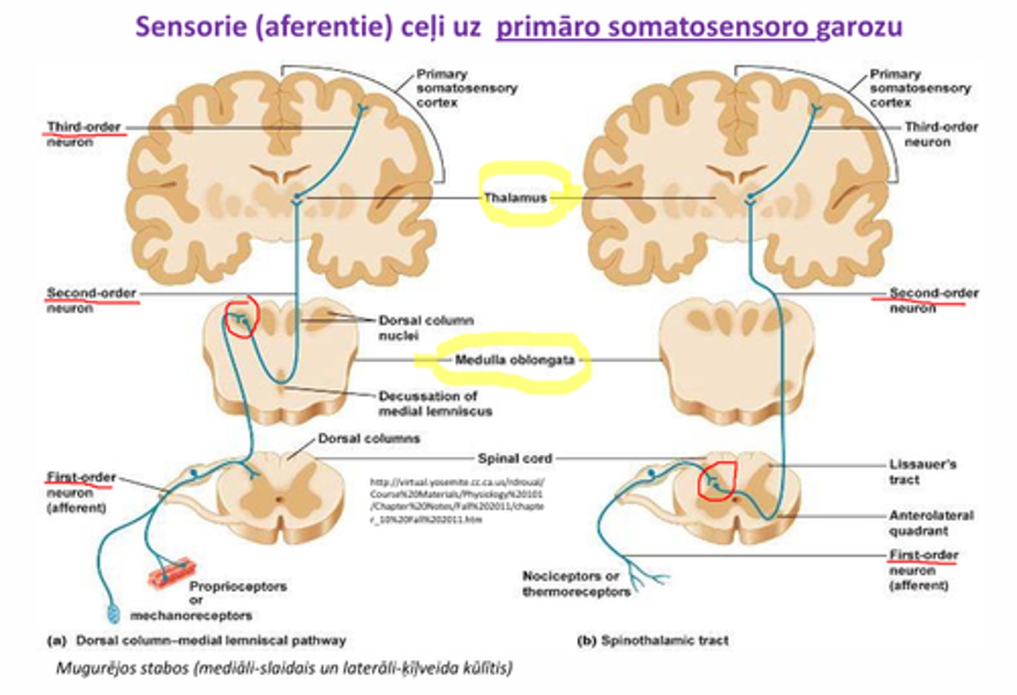 <p>1. ar 1. neironu savienojumu iegarenajās smadzenēs</p><p>2. ar 1. neironu savienojumu muguras smadzenēs</p>