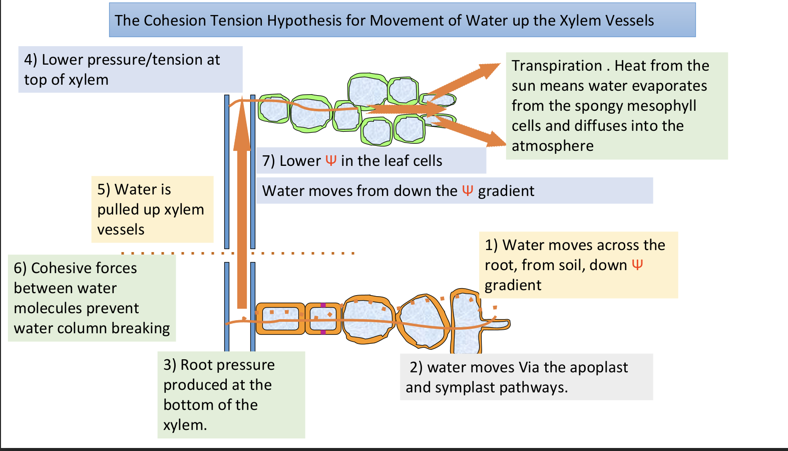 knowt flashcard image