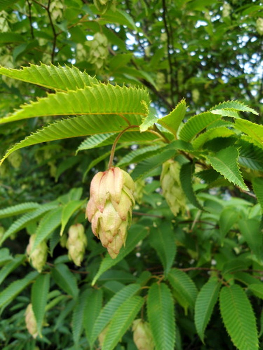<p>pinecone bud, linear lanceolate leaf</p>