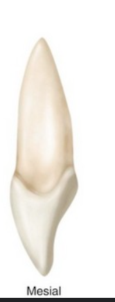 <p>greatest convexity at cervical third at the prominence of cingulum, concave toward middle and incisal thirds</p>