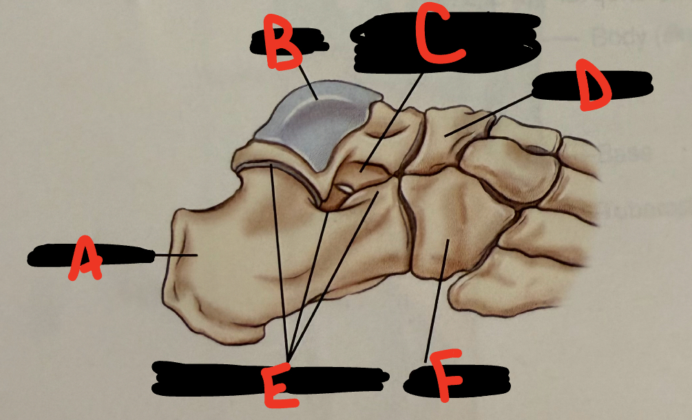 <p>B</p>