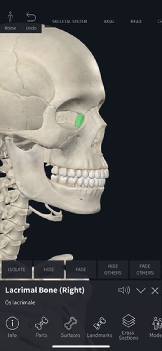 <p>Small bones forming part of the eye socket.</p>