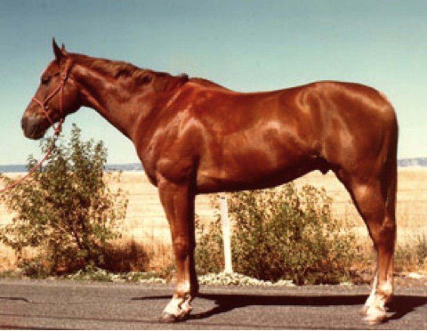 <p>- Copper bright reddish with mane and tail the same color as body or "flaxen" (blonde)</p>