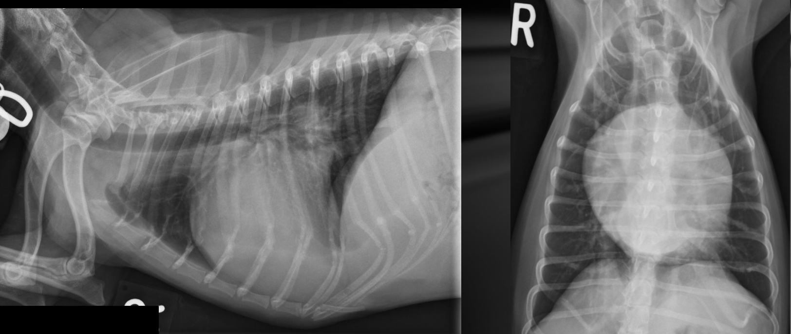 <p>what part of the heart is enlarged in this dog</p>