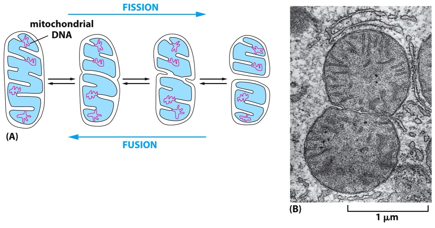 <p>Mitochondria divison </p>
