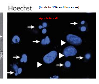<p>nuclear morphology of live (arrowhead) and apoptotic (arrow) cells stained with Hoechst, visualized under fluorescence microscopy </p><p></p>