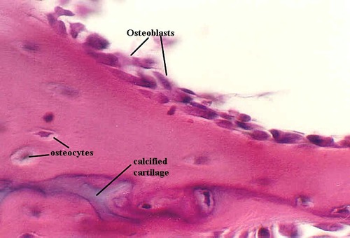 <p>Bone building cells; lay the bone matrix</p>