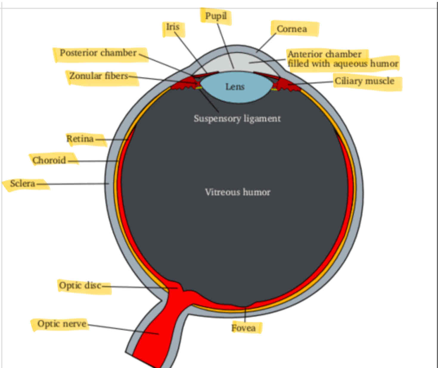 <p>The eye</p>