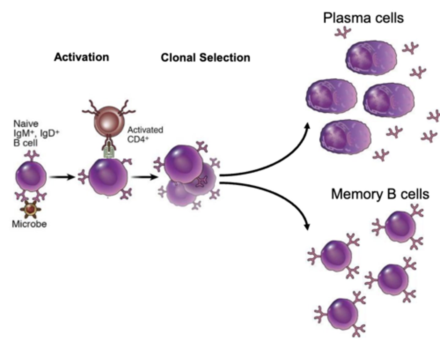 <p>CD4+ t cells; interleukin-4 (IL-4); this happens after the b cells present the internalized antigen to the CD4+ t cells</p>