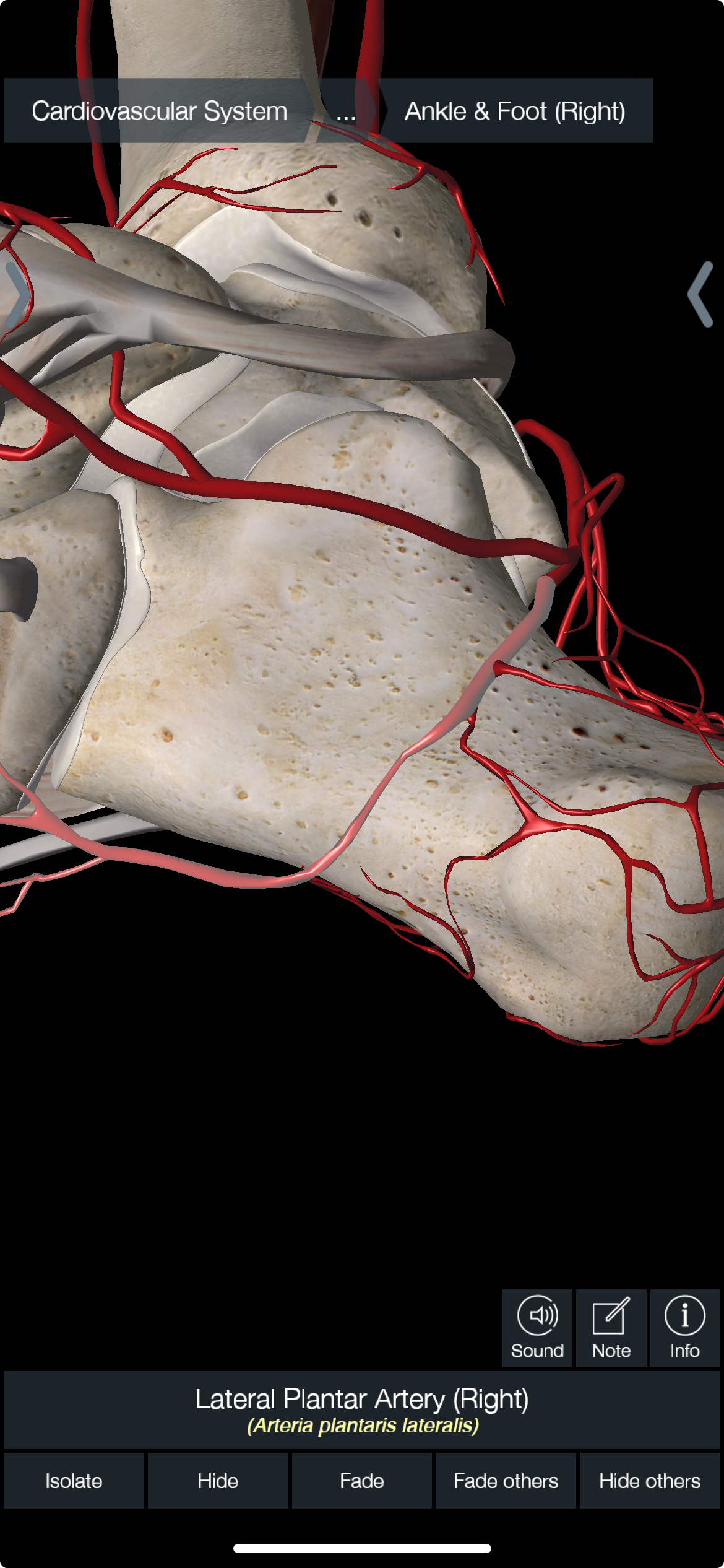 <ol><li><p>Lateral Plantar </p></li><li><p>Medial Plantar</p></li></ol><p></p>