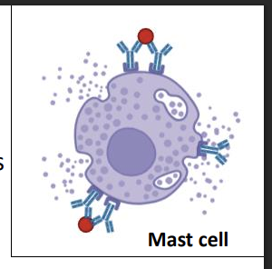 <ul><li><p>Mediated by <strong>IgE </strong>bound to high-affinity <strong>Fc receptors </strong>on <strong>mast cells, basophils, and eosinophils</strong></p></li><li><p>Antigen <strong>cross-linking causes rapid degranulation </strong>(minutes)</p></li><li><p>Release of histamine, serotonin, leukotrienes, proteases</p></li><li><p>early and late phase</p></li><li><p><strong><u>Examples: allergies (hay fever, asthma, food allergy);</u></strong></p></li></ul><p><mark data-color="#ffa9a9" style="background-color: rgb(255, 169, 169); color: inherit;">not organ specific </mark></p>