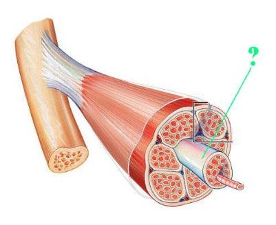 <p><span>Identify the indicated layer of connective tissue.</span></p>