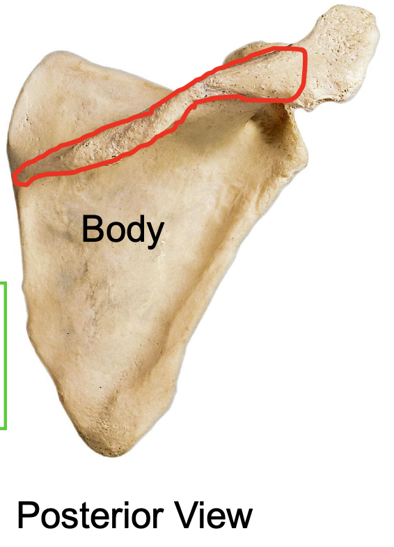 <p>scapular spine of the scapula</p>