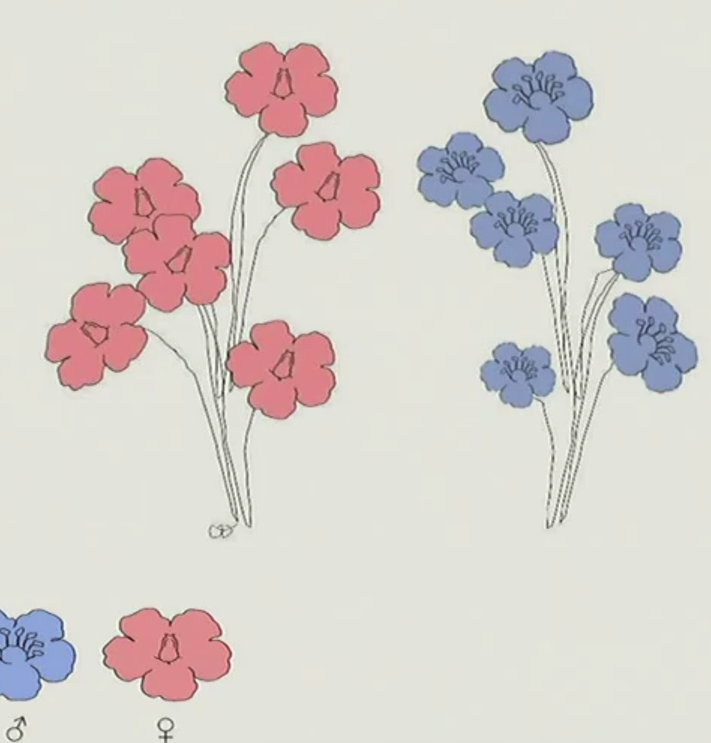 <p>separate male and female plants</p>