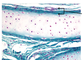 Perichondrium