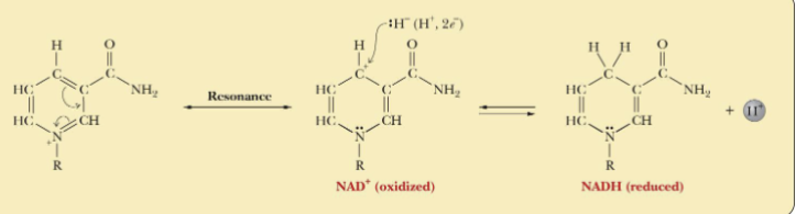 <ul><li><p>NAD<sup>+</sup> is a two-electron oxidizing agent and is reduced to NADH</p></li><li><p>Nicotinamide ring is where reduction-oxidation occurs</p></li></ul><p></p>