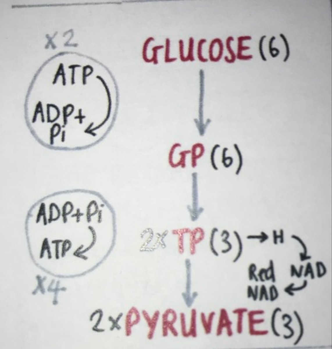 <p>Happens in cytoplasm</p><ol><li><p><strong>Phosphorylation of glucose</strong>&nbsp;- Two ATP molecules donate phosphate groups to glucose, forming hexose bisphosphate.</p></li><li><p><strong>Lysis</strong>&nbsp;- The hexose bisphosphate molecule is split into two molecules of triose phosphate (TP).</p></li><li><p><strong>Phosphorylation of TP</strong>&nbsp;- A second phosphate group is added to each TP molecule, converting them into two molecules of triose bisphosphate.</p></li><li><p><strong>Dehydrogenation</strong>&nbsp;- A hydrogen is removed from each triose bisphosphate molecule (they are oxidised) and used to form two molecules of reduced NAD, two molecules of pyruvate, and four molecules of ATP through substrate-level phosphorylation.</p></li></ol><p><br></p>